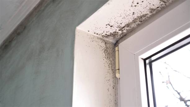 Best Bathroom Mold Remediation in Meriden, CT