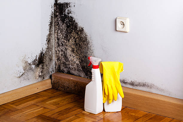 Best Black Mold Remediation in Meriden, CT