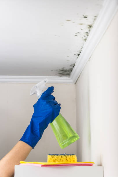 Reliable Meriden, CT Mold Remediation Solutions