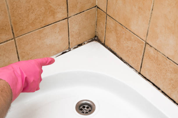 Best Crawl Space Mold Remediation in Meriden, CT